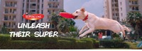 Purina Supercoat Dog Food Sample - Free Shipping