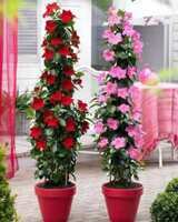 JDM Store Brazilian jasmine Seed  (40 per packet)