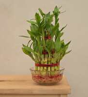 Lucky Bamboo 3 Layer Natural Plant In Green Self Watering Plastic Pot, By Ugaoo