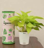 Money Golden Natural Plant In White Self Watering Plastic Pot
