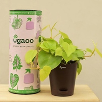 Philodendron Oxycardium Golden Natural Plant In Brown Self Watering Plastic Pot, By Ugaoo