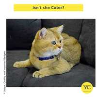 YellowCult Dazzling & Shimmering Pet Collar Collection for Cats, Puppies, Small Dogs, Fat Rabbits - [with Bell & Safety Buckle Lock] - [Glittering Purple]