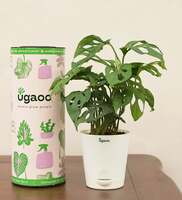 Broken Heart Natural Plant With White Self Watering Pot By Ugaoo