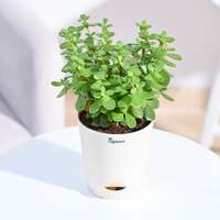 Ugaoo Good Luck Jade Plant with Self Watering Pot