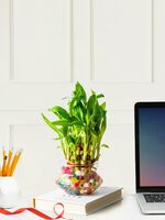 Nurturing Green® 2-Layer Lucky Bamboo in Glass Pot | Team Gifts For Employees | Gifts For Team Members | Team Work Gifts | Best Mentor Gifts | Plants For Gifting | Bulk Gifting