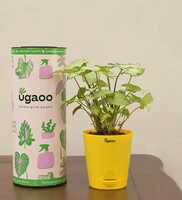Syngonium Pixie Natural Plant In Yellow Self Watering Plastic Pot, By Ugaoo