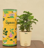 Aralia Golden Natural Plant In White Self Watering Pot, By Ugaoo