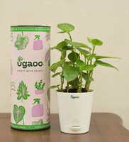 Peperomia Green Creeper Natural Plant In White Self Watering Plastic Pot, By Ugaoo