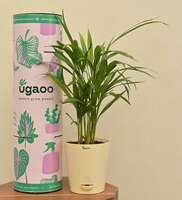 Areca Palm Air Purifier Natural Live Plant In Ivory White Self Watering Pot By Ugaoo