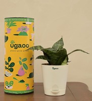 Snake Natural Plant In White Self Watering Plastic Pot,