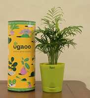 Bamboo Palm Natural With Pot Natural Plant, By Ugaoo