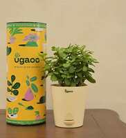 Jade Mini Natural Plant In White Self Watering Plastic Pot,