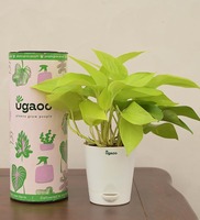 Money Golden Natural Plant In White Self Watering Plastic Pot @1 + shipping