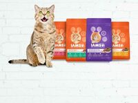 FREE Dog & Cat Food Samples In India From ‘IAMS’ | Small Shipping