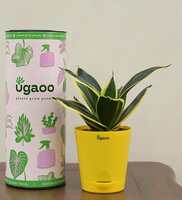 Snake Golden Honey Natural Plant In Yellow Self Watering Plastic Pot,By Ugaoo
