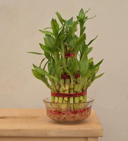 Lucky Bamboo 3 Layer Natural Plant In Green Self Watering Plastic Pot, By Ugaoo