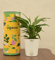 Peace Lily With Pot Natural Plant, By Ugaoo