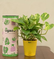 Money Plant With Yellow Self Watering Pot, By Ugaoo