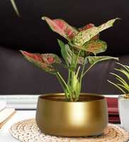 Gold Metal Zoe Desk Planter, By Ecofynd