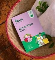 WTF deal - Carnation 200 seeds 