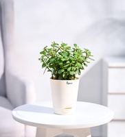 Jade Mini Natural Plant In White Self Watering Plastic Pot,