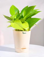 Money Golden Natural Plant In White Self Watering Plastic Pot By Ugaoo