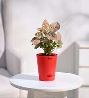 Syngonium Pink Natural Plant In Red Self Watering Plastic Pot, By Ugaoo