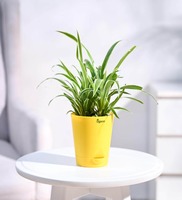 Spider Natural Plant In Yellow Self Watering Plastic Pot,By Ugaoo