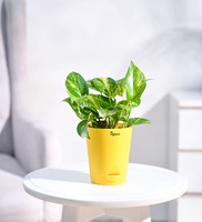 Money Plant With Yellow Self Watering Pot