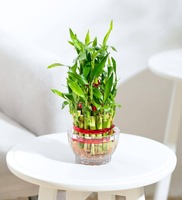 Lucky Bamboo 3 Layer Natural Plant In Green Self Watering Plastic Pot, By Ugaao