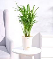 Areca Palm Air Purifier Natural Plant In Ivory White Self Watering Pot, By Ugaao