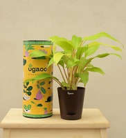 Philodendron Ceylon Golden Natural Plant In Yellow Self Watering Plastic Pot, By Ugaao 