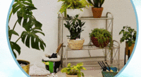 Garden Festival- Indoor Plants Pots & More Starting At Rs 99 (28-30 mar)