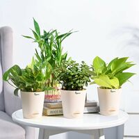 UGAOO Vastu Plants Combo of 4 Live Plants for Home & Offices 