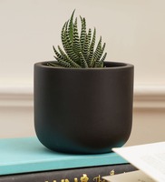 Jeanie Black Terracotta Desk Pot