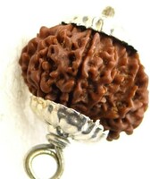  10 मुखी रुद्राक्ष 22mm Blessing Vishnu for Jaap Brawn Dashmukhi Rudraksha दस मुखी रुद्राक्ष By Astro Cart