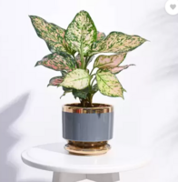 Ugaoo Aurelius Round Ceramic Pot Indoor Ceramic Planter - Gray Plant Container Set (Ceramic)