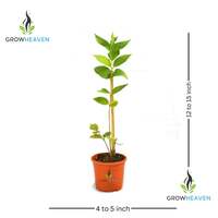 Live All Time Parijat flowering Harsingar live Plant & Tree with Pot and Free Delivery
