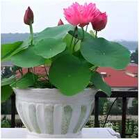 Japanese bonsai lotus mixed colour flower (pack of 18)

