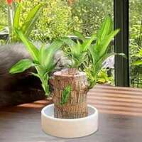 GAYATRI CREATION Bamboo Lucky Wood Good Luck Live Plant Lucky Brazil Wood Potted Plant | Healthy Indoor Live Lucky Brazilian Wood Plant for Living Room | Feng Shui Plant (without Pot pack of 1)