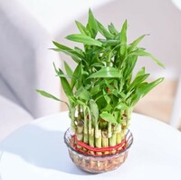 Ugaoo Lucky Bamboo 3 Layer Feng Shui Plant (green color) 


