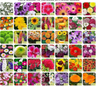 Aero Seeds | 40 Varieties of Flower Seeds Combo for Gardening  