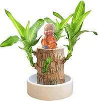 [Apply coupon] Brazil Lucky Wood Plant with Monk (Pack Of 2) @254.
