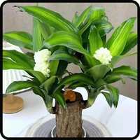 Gardening Bestsellers From @99