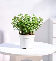 Jade Mini Grow Plant With Pot