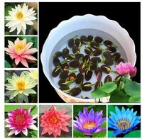 All Season Lotus Flower 15 Seeds/Pack Mixed Color Flower Plants Seeds (Without Bowl)