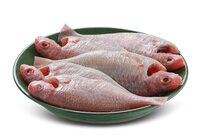 FreshToHome Pink Perch/Kilimeen/Sankara Meen (Medium) | Whole Cleaned | 440g to 500g Pack | Fresh | Never Frozen 