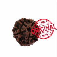 Certified Original rudraksha @49 for unbeatable price 