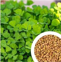 GROW DELIGHT Fenugreek (Methi) (300 Seeds) Vegetable Seeds for Home Garden, Organic & Hybrid, Perfect for Home Gardening, Planting For Pots and Patio