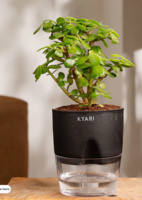 Jade Plant With Self Watering Pot- Black